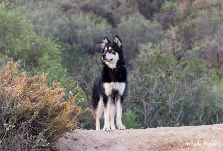 Bodhi middle hill cropped