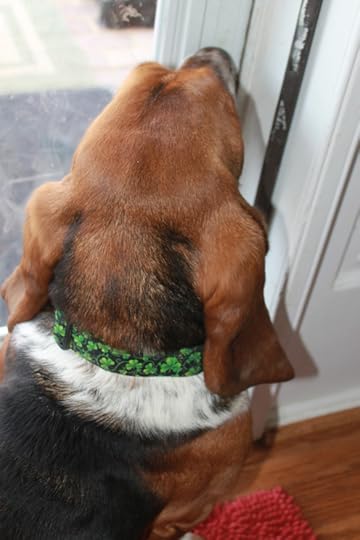 Tiffin in his shamrock collar!