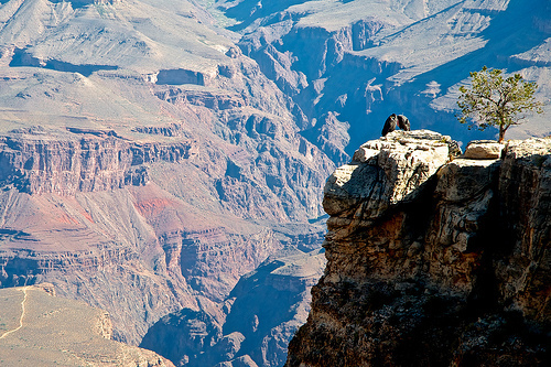 Condors in the Grand Canyon