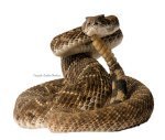 Snake_strike_coiled_HI