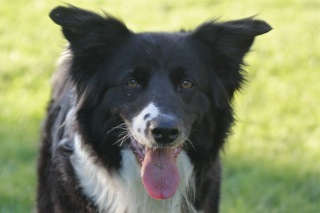 Tess