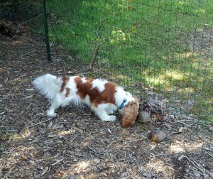 Honey discovers the first turtle of 2014