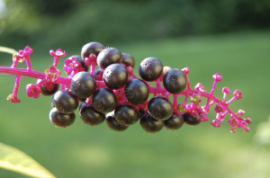 Pokeweed berries