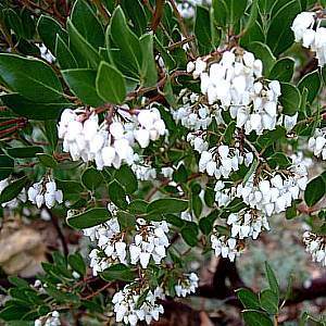 arctostaphylos_d_howard_mcminn