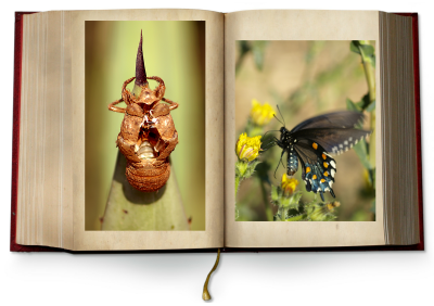 Transformation books list