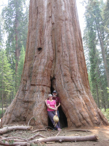 Sequoia