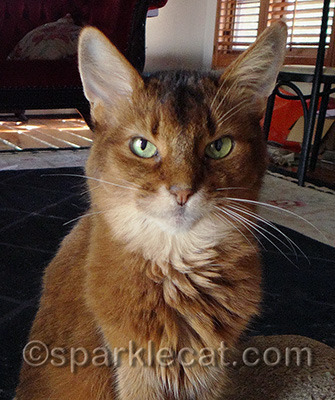 Facebook, stop making blogging kitties' lives so hard!