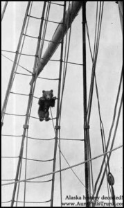 This 1907 photograph shows a little cub, carried as a pet on board the U.S. Revenue Cutter Bear, after he climbed up the ship’s rigging. The little guy appears to have a line tethered to the deck.