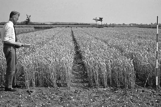 Semidwarf wheat