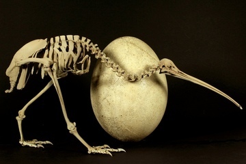 An adult brown kiwi ( Apteryx australis ) beside the egg of a huge elephant bird ( Aepyornis maximus ). 