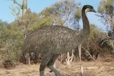 An illustration of an elephant bird wandering the forests of ancient Madagascar.