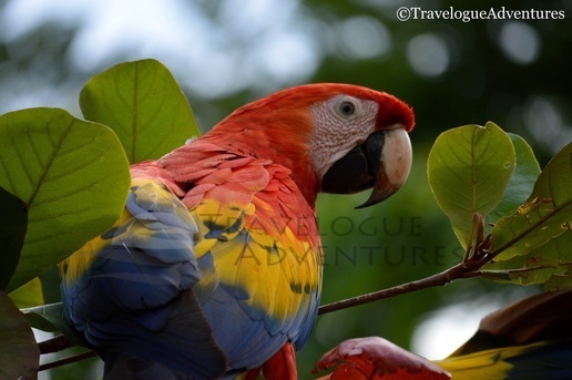 Scarlet Macaw Costa Rica Image
