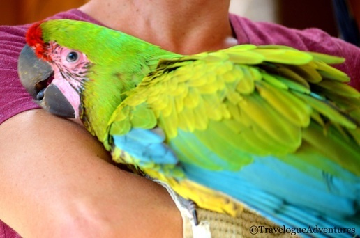 Great Green Macaw Costa Rica Image
