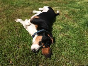 Enjoying the sun - and drying his ears (that are almost always in his water dish).