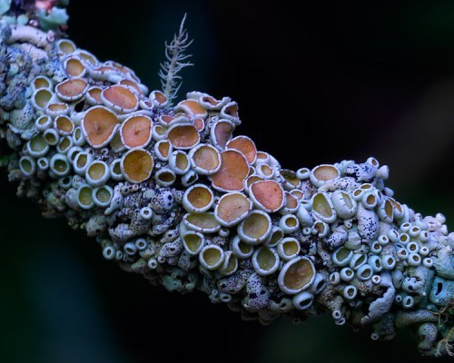 Lichen, photograph by Steve Axford.