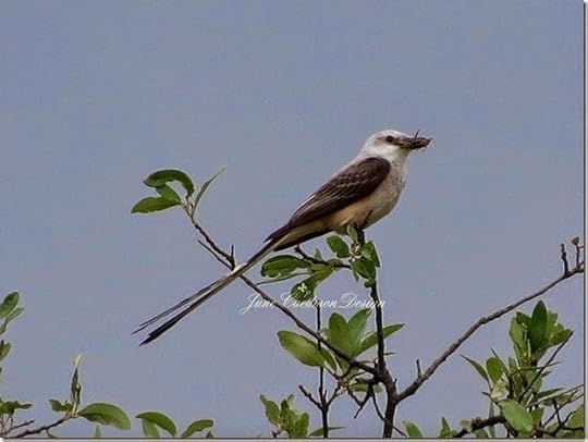 ScissorTail_Insect