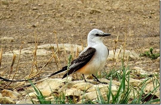ScissorTail_Ground