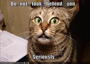 funny-pictures-dont-look-behind-cat