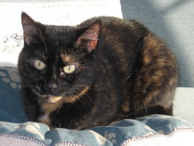 cats_and_kindness