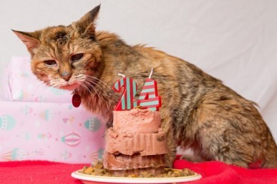 oldest_cat_in_the_world