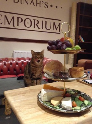 Lady_Dinah's_Cat_Emporium