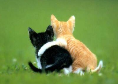 cat-friendship[1]