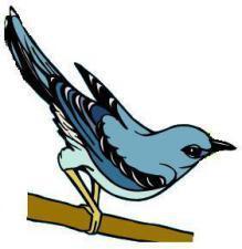 mockingbird