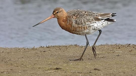 The Black-tailed Godwit's name seems to mean 'good to eat' in Old English, though they are not typically eaten. (Photo: Steve Round/RSPB)