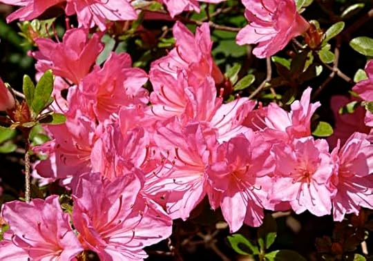 Azalea