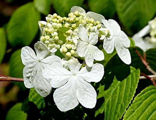 WhiteViburnum