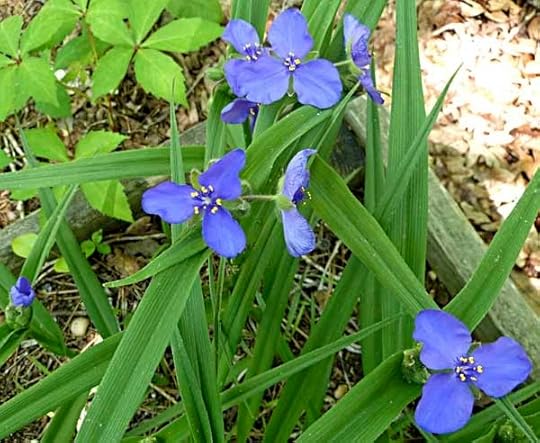 Spiderwort
