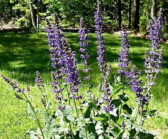 Salvia