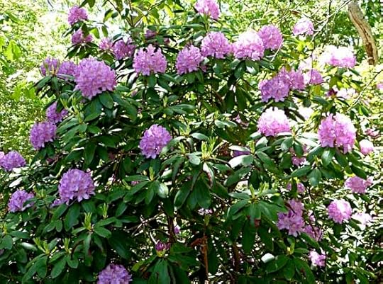 Rhododendron