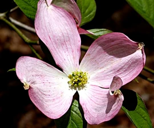 PinkDogwood