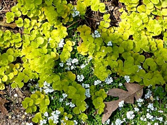 GroundCovers