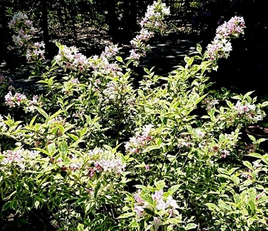 FrontShrub