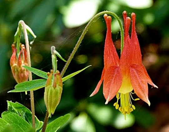 Columbine