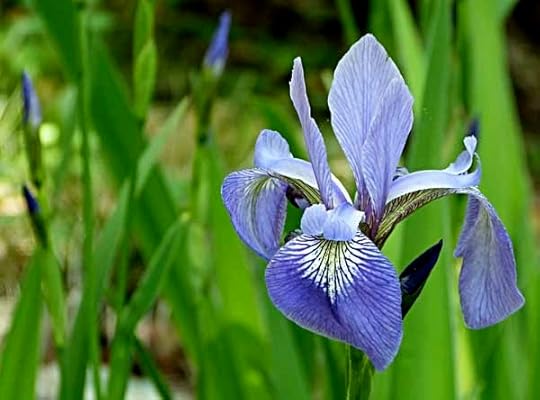 BlueIris