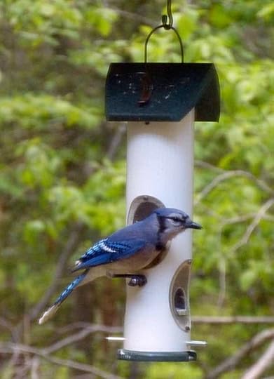 BlueJay