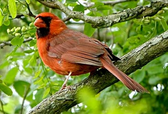 Cardinal