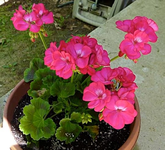 Geranium