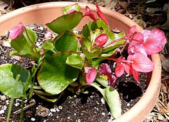 Begonia