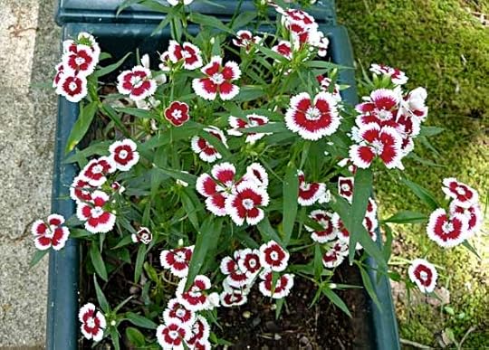 Dianthus