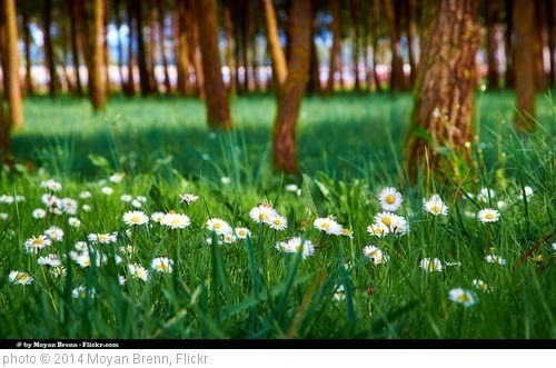 'Spring' photo (c) 2014, Moyan Brenn - license: https://creativecommons.org/licenses/by-nd/2.0/