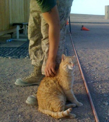 cats_and_soldiers