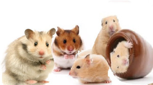 types-of-hamsters