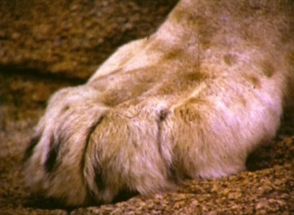 Christian's paw by Ace Bourke 1972