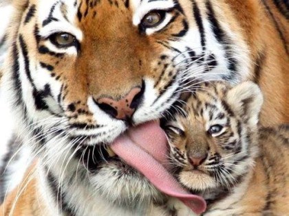 Tiger and cub