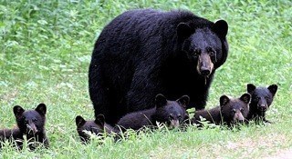 Black bears in northern New Hampshire, 2007.