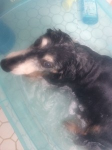 Wolfie in the Tub